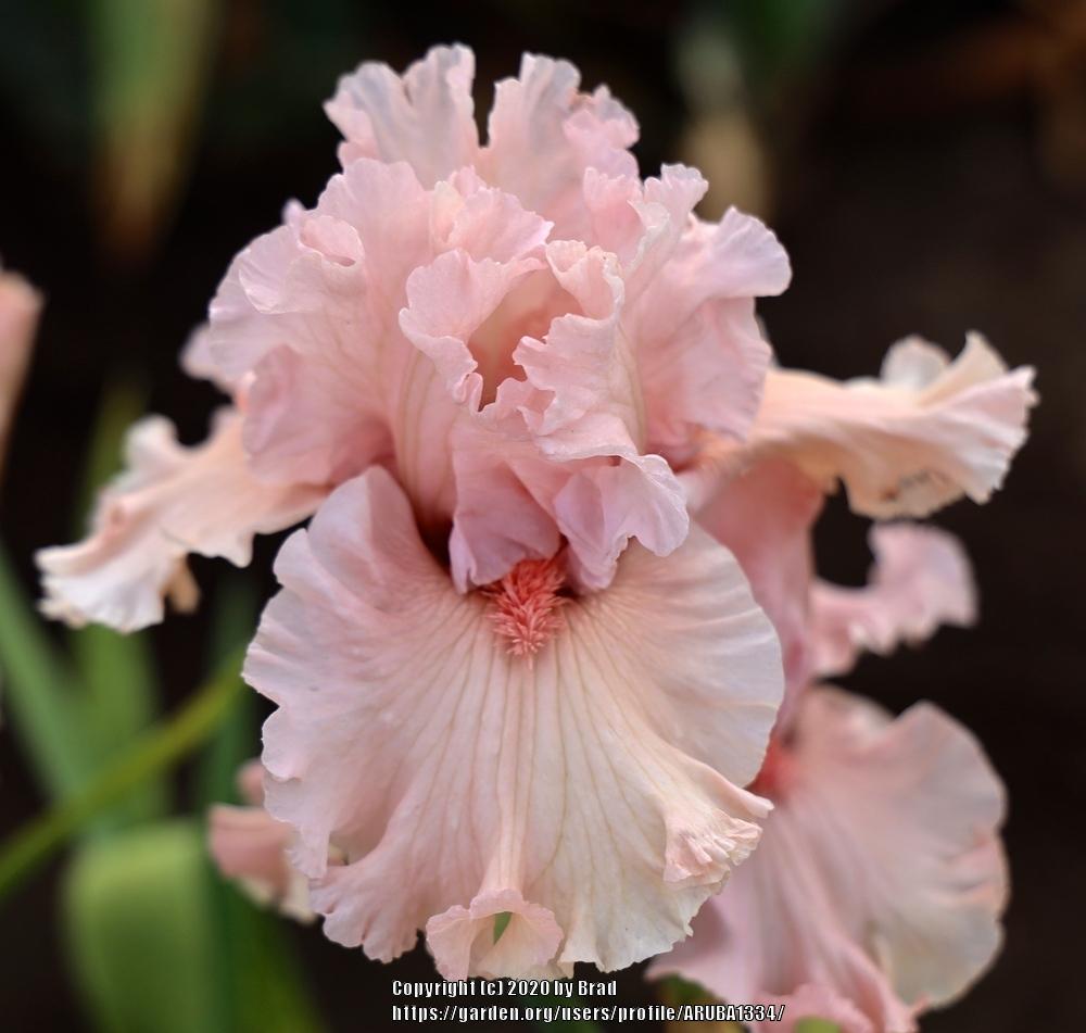 Tall Bearded Iris (Iris 'Bubbly Beauty') in the Irises Database