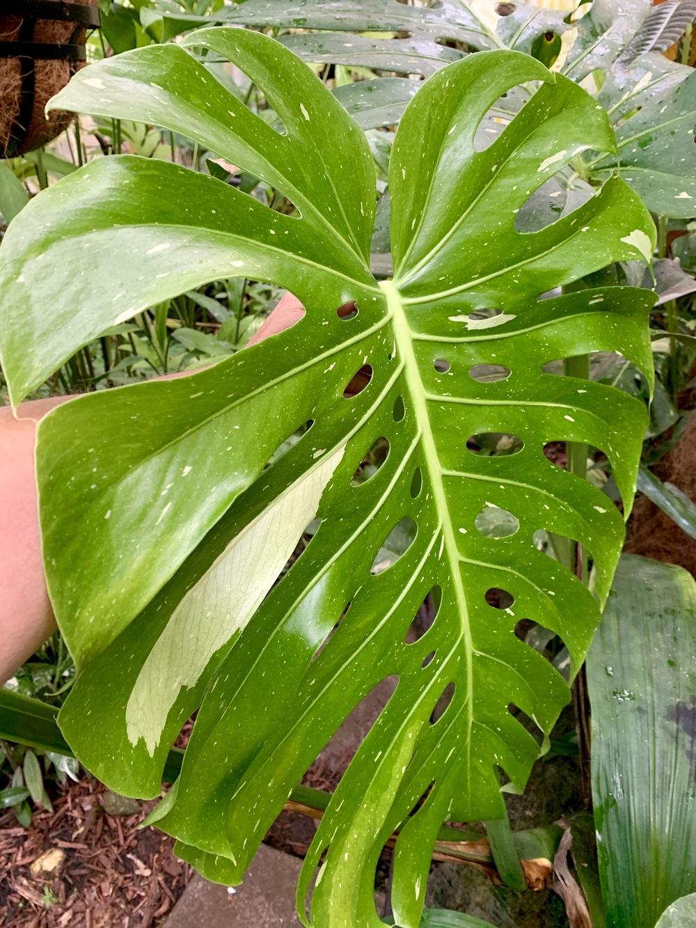 Ask A Question Forum Monstera Growth Garden Org