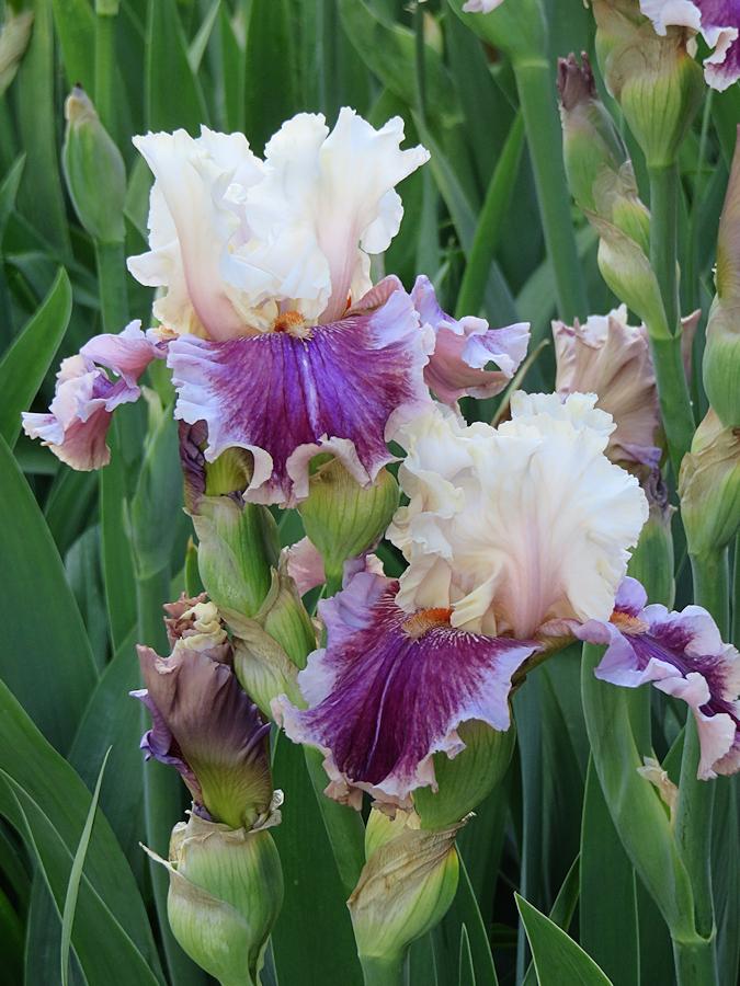 Photo of the bloom of Tall Bearded Iris (Iris 'Strawberry Freeze