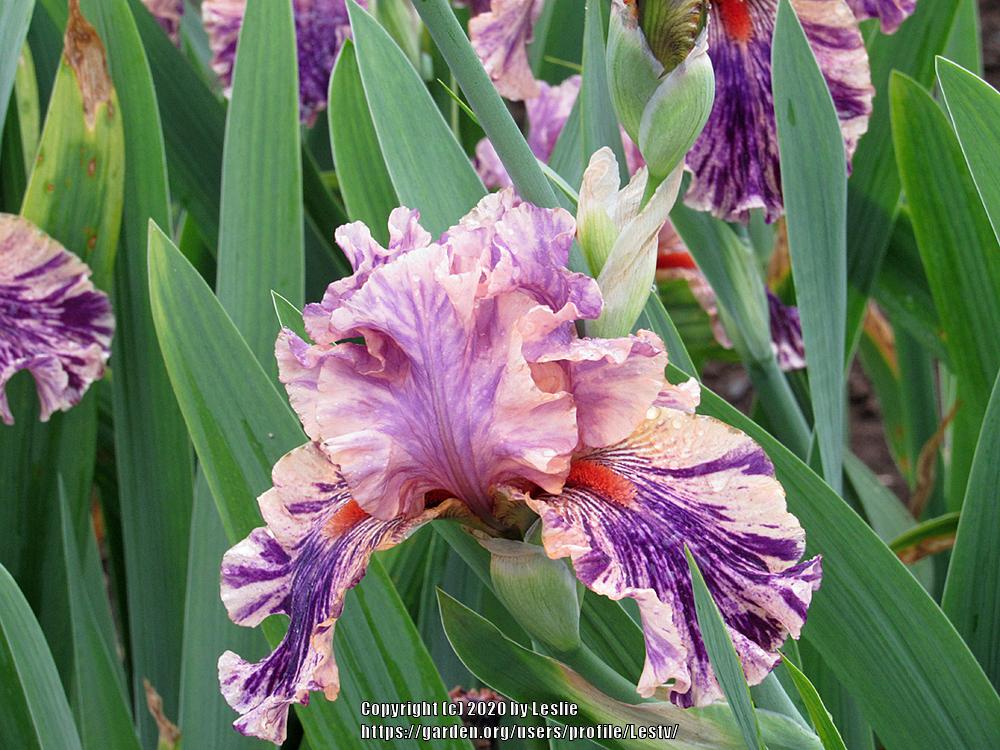Photo of the entire plant of Tall Bearded Iris (Iris 'Wild Streak