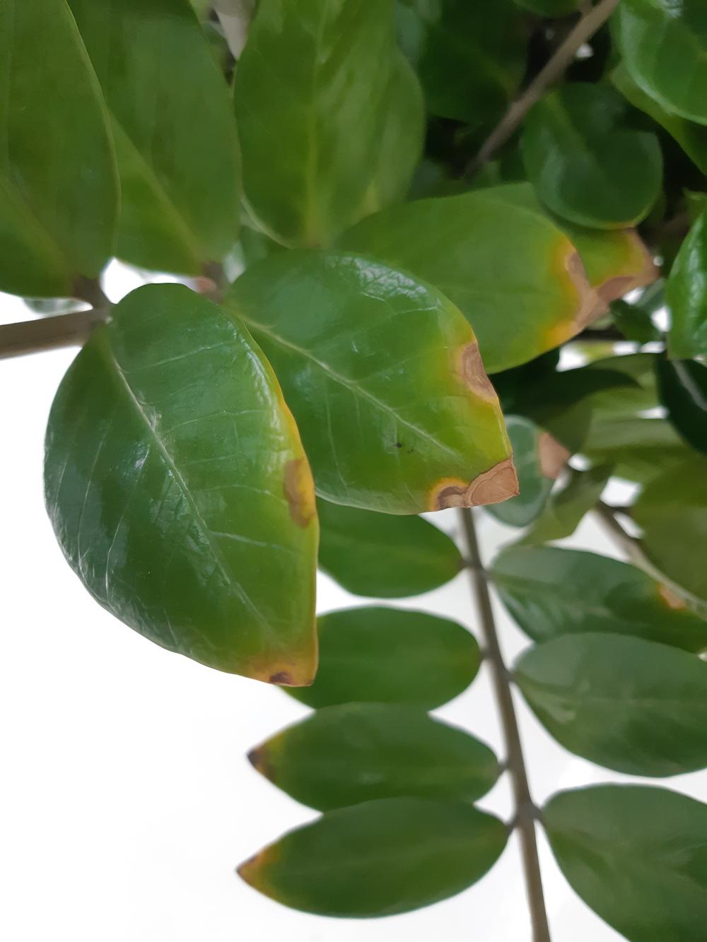 Brown Crispy Tips on ZZ in the Ask a Question forum