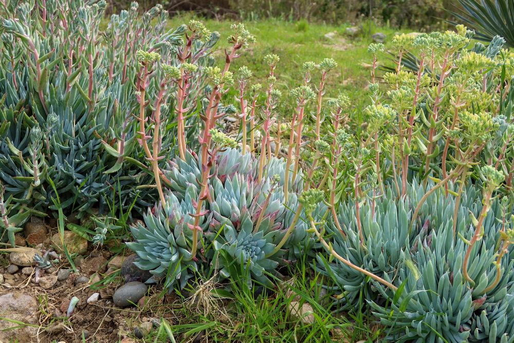 Dudleyas Plant Care and Collection of Varieties