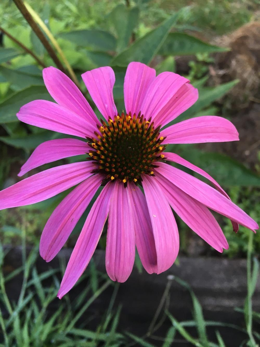 Starting Echinacea Purple Coneflower from seed. Bloom first year? in
