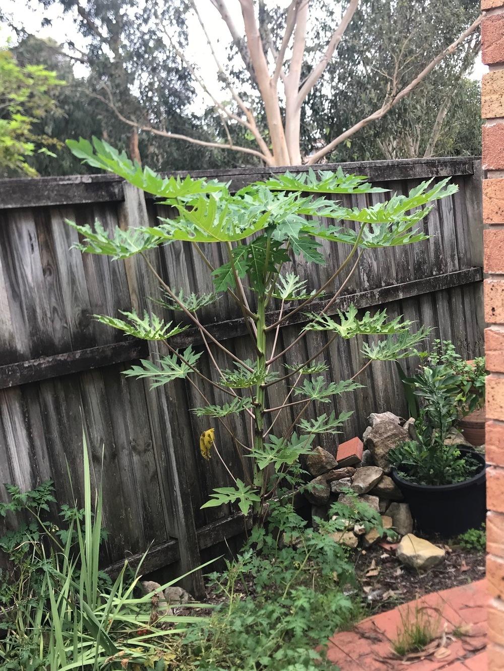 Does anyone know if this is a Hermaphrodite flower on my Papaya tree? in the Vegetables and