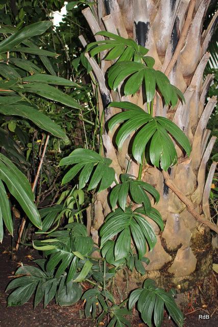 Creeping Philodendron (Rhaphidophora decursiva) - Garden.org