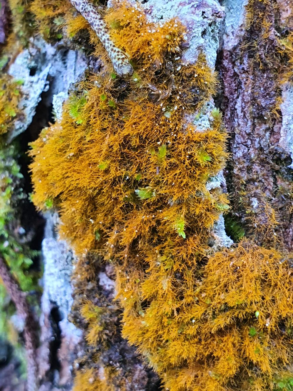 Why does moss turn yellow? in the Ask a Question forum