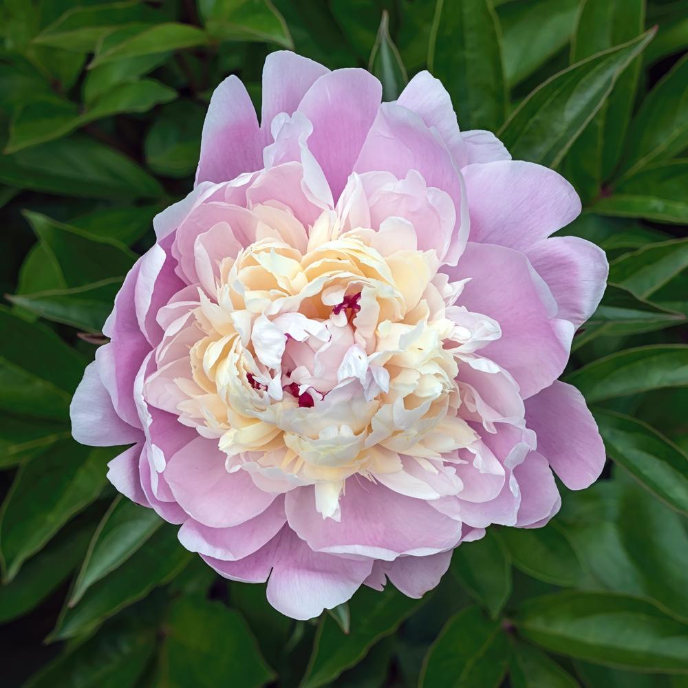 Photo of the bloom of Peony (Paeonia ‘Chestine Gowdy’) posted by