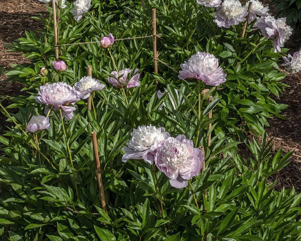 Photo of the entire plant of Peony (Paeonia ‘Chestine Gowdy’) posted by