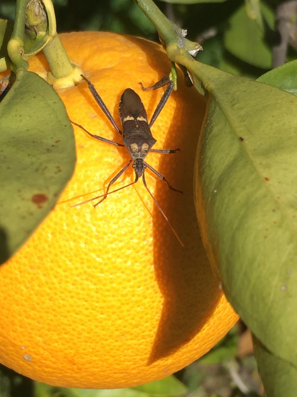 Do stink bugs damage new Rose stems? in the Roses forum