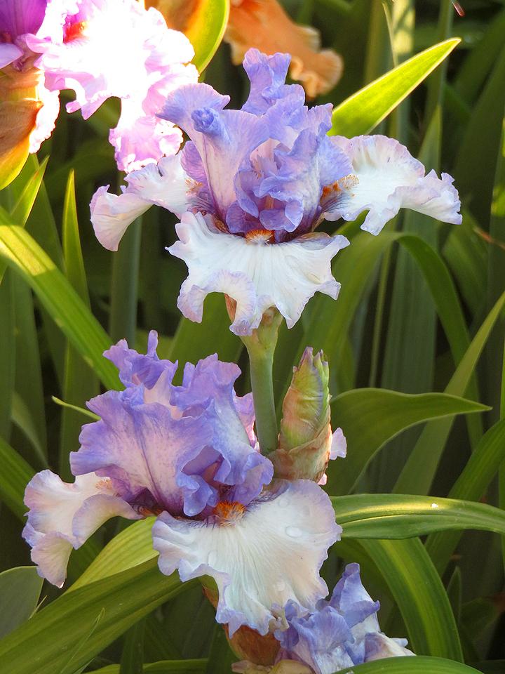Photo of the bloom of Tall Bearded Iris (Iris 'Raindrops Keep Falling') posted by Bloomers