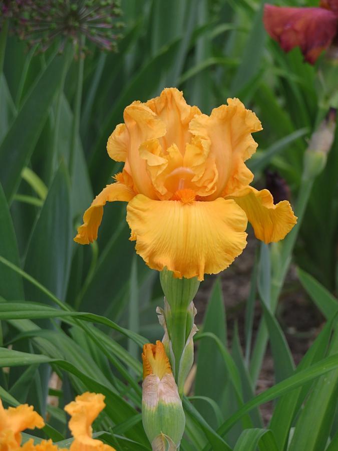 Tall Bearded Iris (Iris 'Orange Impact') in the Irises Database