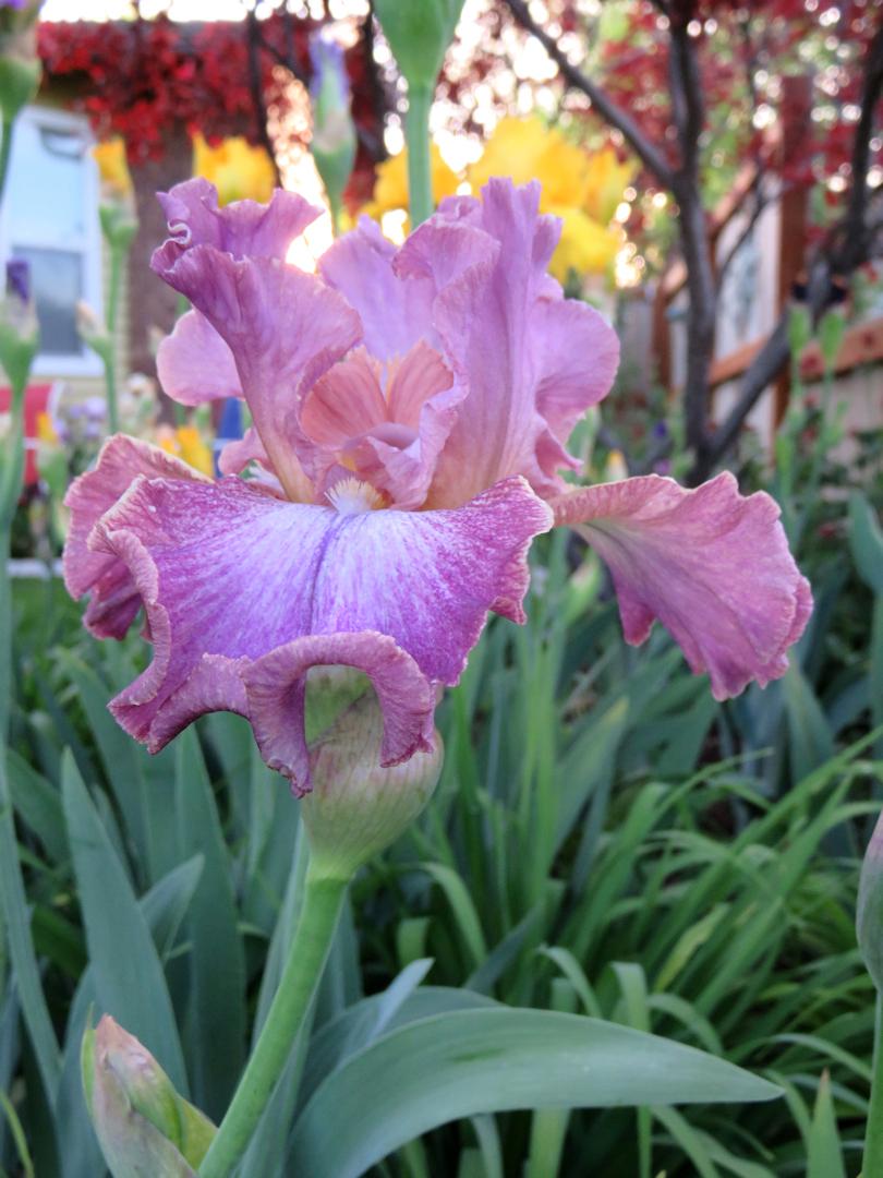 Tall Bearded Iris (Iris 'Introspection') in the Irises Database