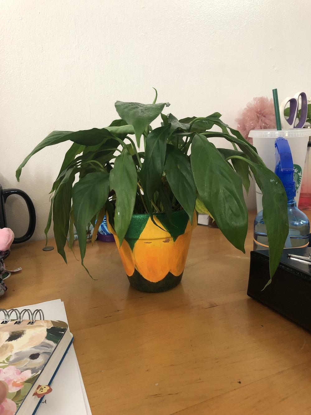Drooping spathiphyllum in the Ask a Question forum