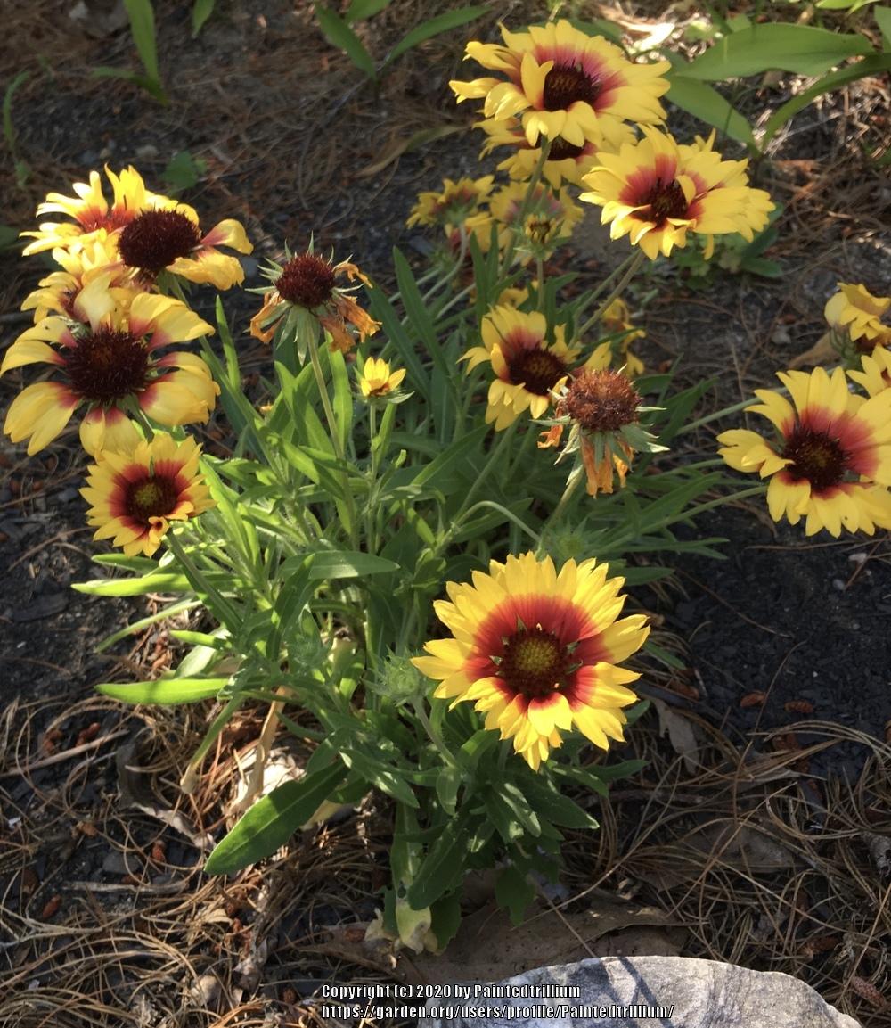 Blanket Flower (Gaillardia Lunar™ Harvest Moon) in the Blanket Flowers