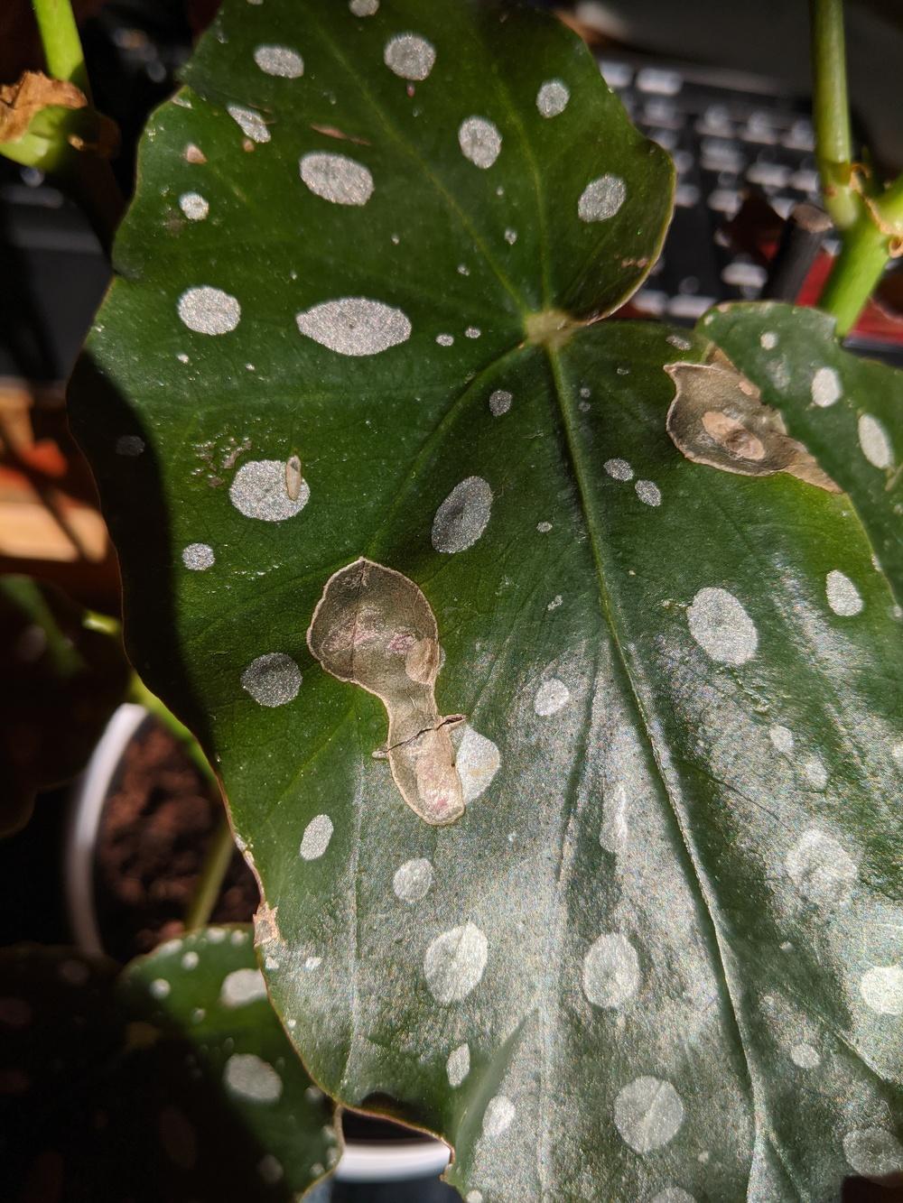 What is wrong with my Begonia Maculata? in the Ask a Question forum