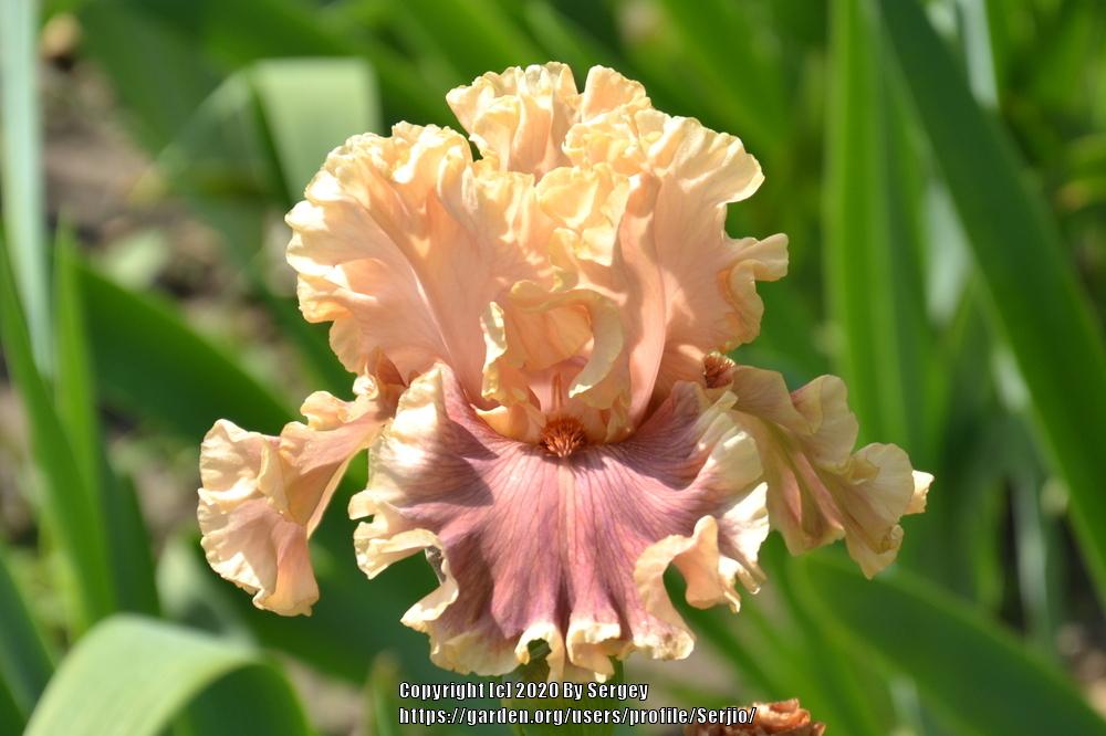 Photo of the bloom of Tall Bearded Iris (Iris 'Painted Words') posted