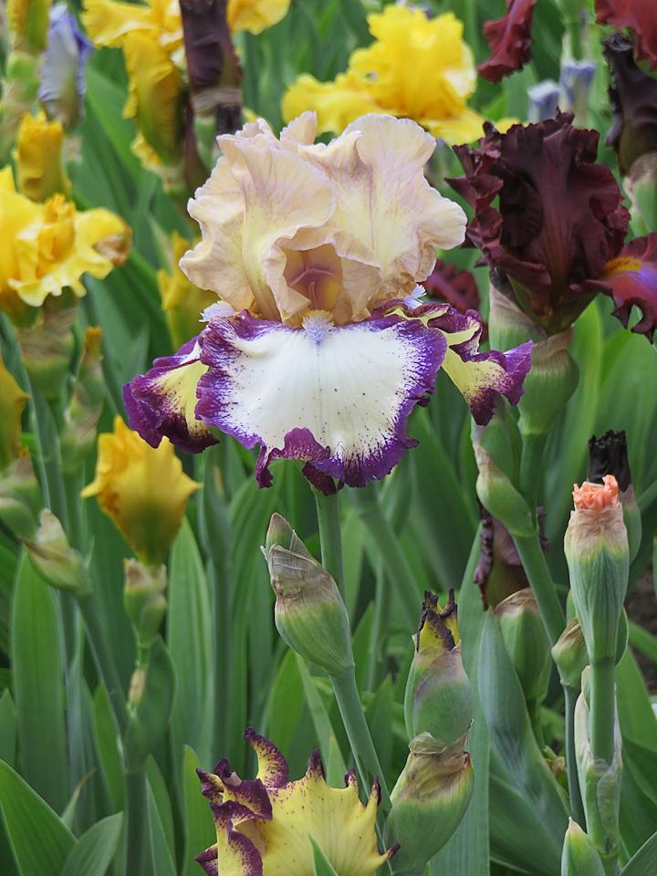 Photo of the bloom of Tall Bearded Iris (Iris 'Safe and Sound') posted