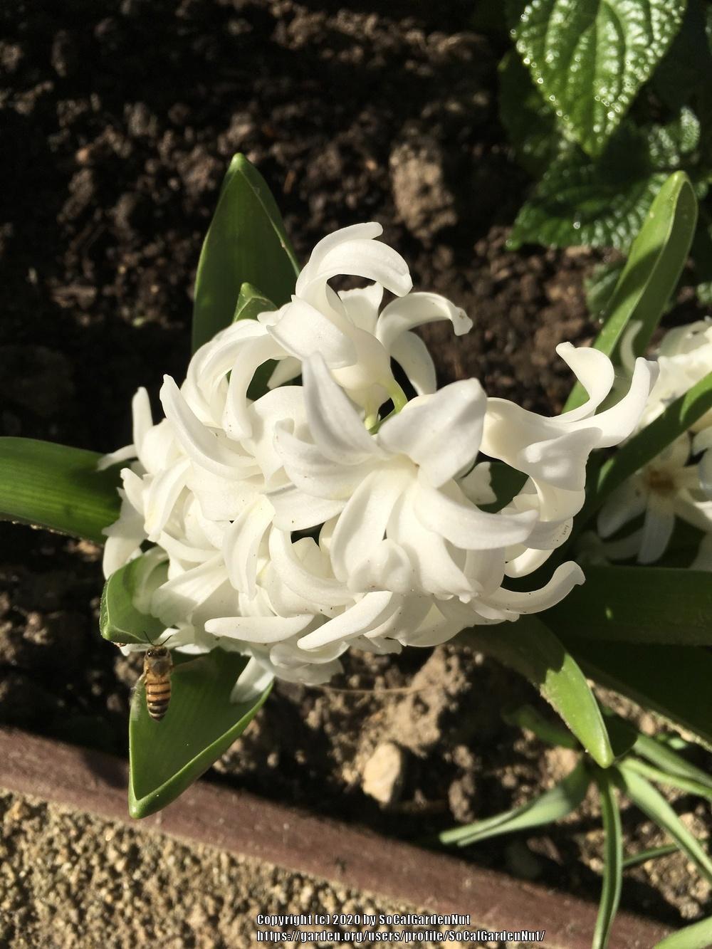 Gardening for Butterflies, Birds and Bees forum→Bee friends and other