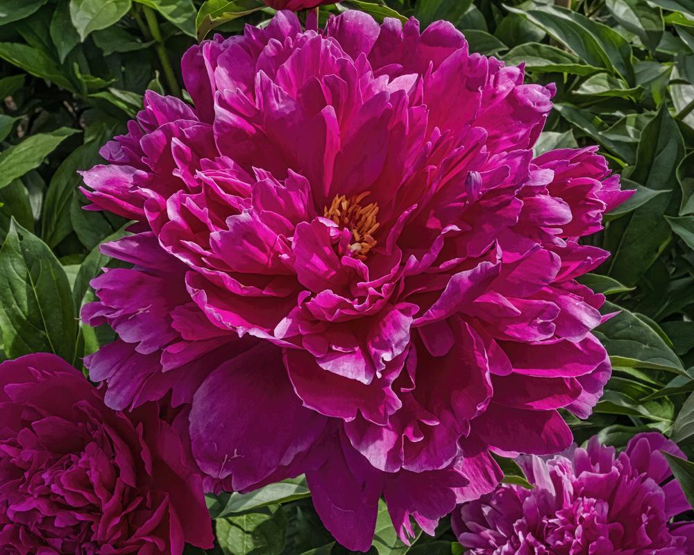 Peony (Paeonia lactiflora 'Francois Ortegat') in the Peonies Database