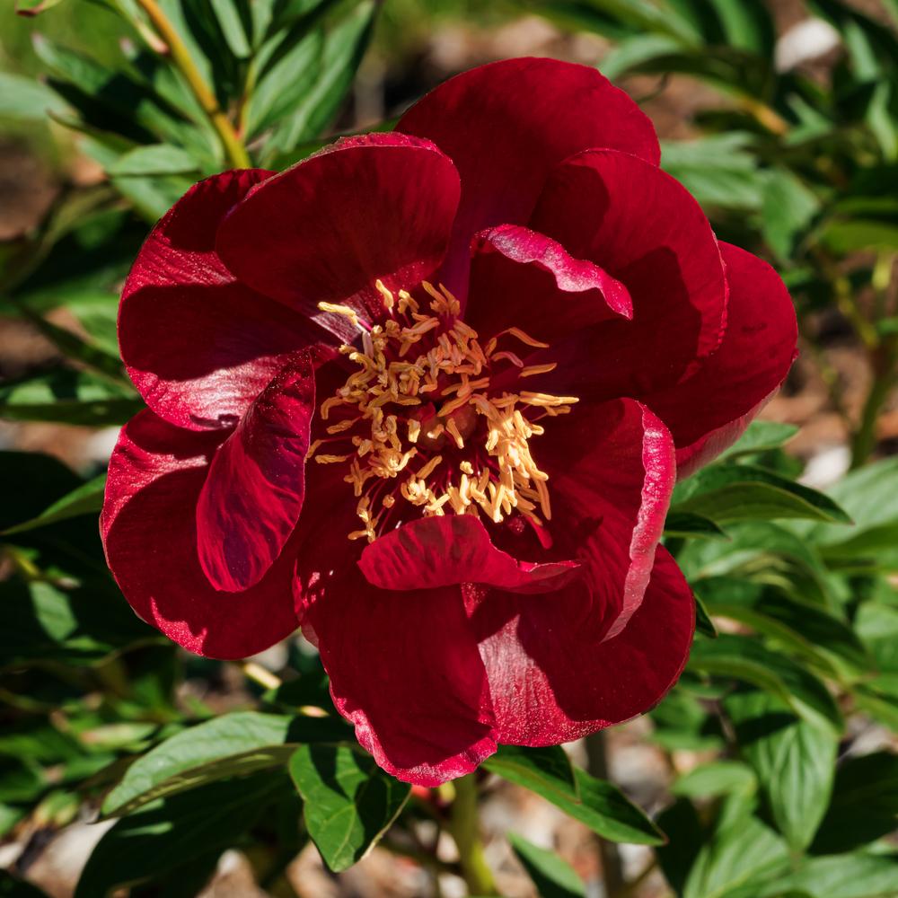 Peony (Paeonia ‘Chocolate Soldier’) in the Peonies Database - Garden.org