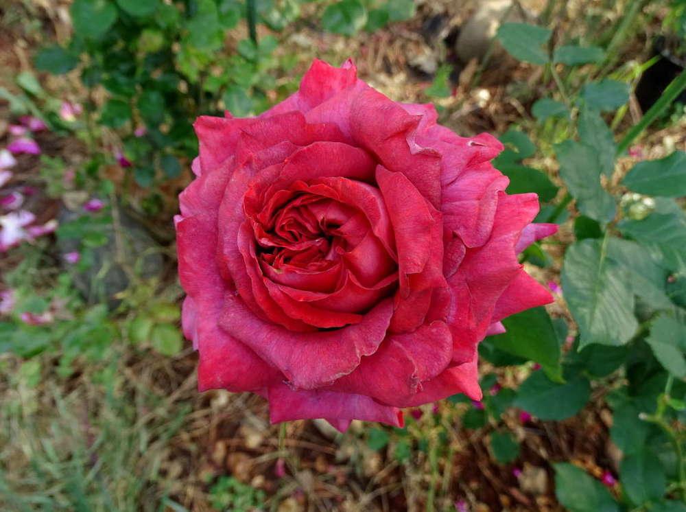 Rose (Rosa 'Mama Africa') in the Roses Database - Garden.org