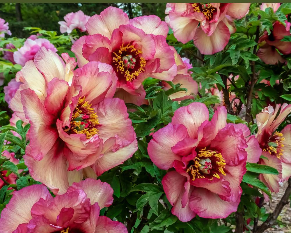 Tree Peony (Paeonia 'Gauguin') in the Peonies Database - Garden.org