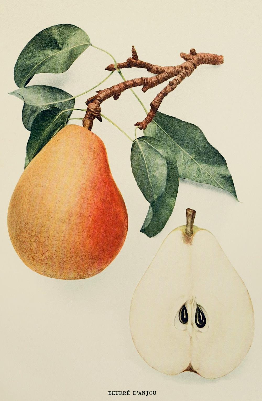 Photo of the documentation of Common Pear (Pyrus communis 'Beurre d