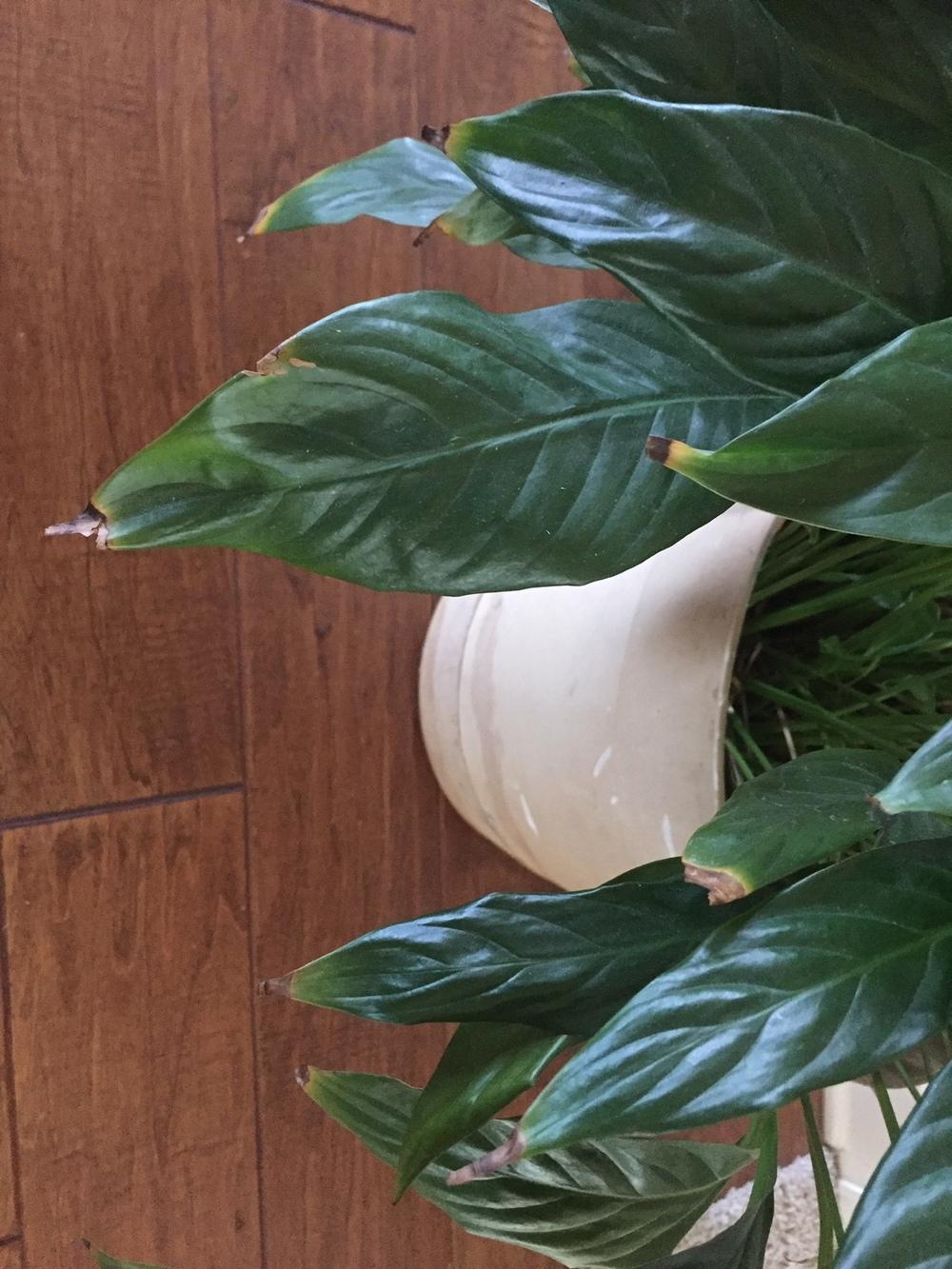 Peace lily dying in the Houseplants forum