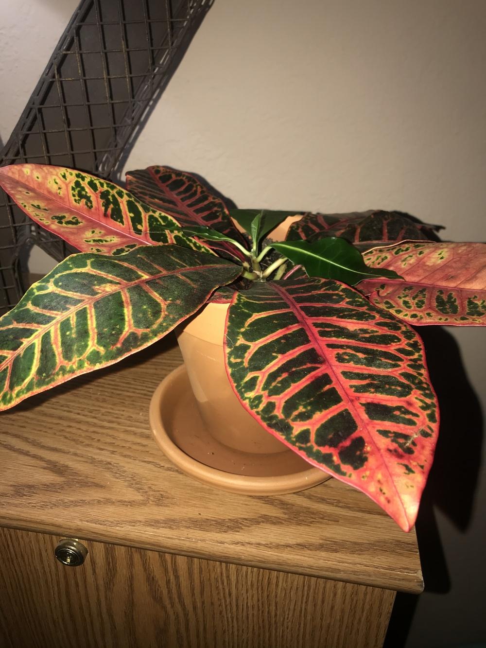 Repotted Croton Petra wilting in the Houseplants forum