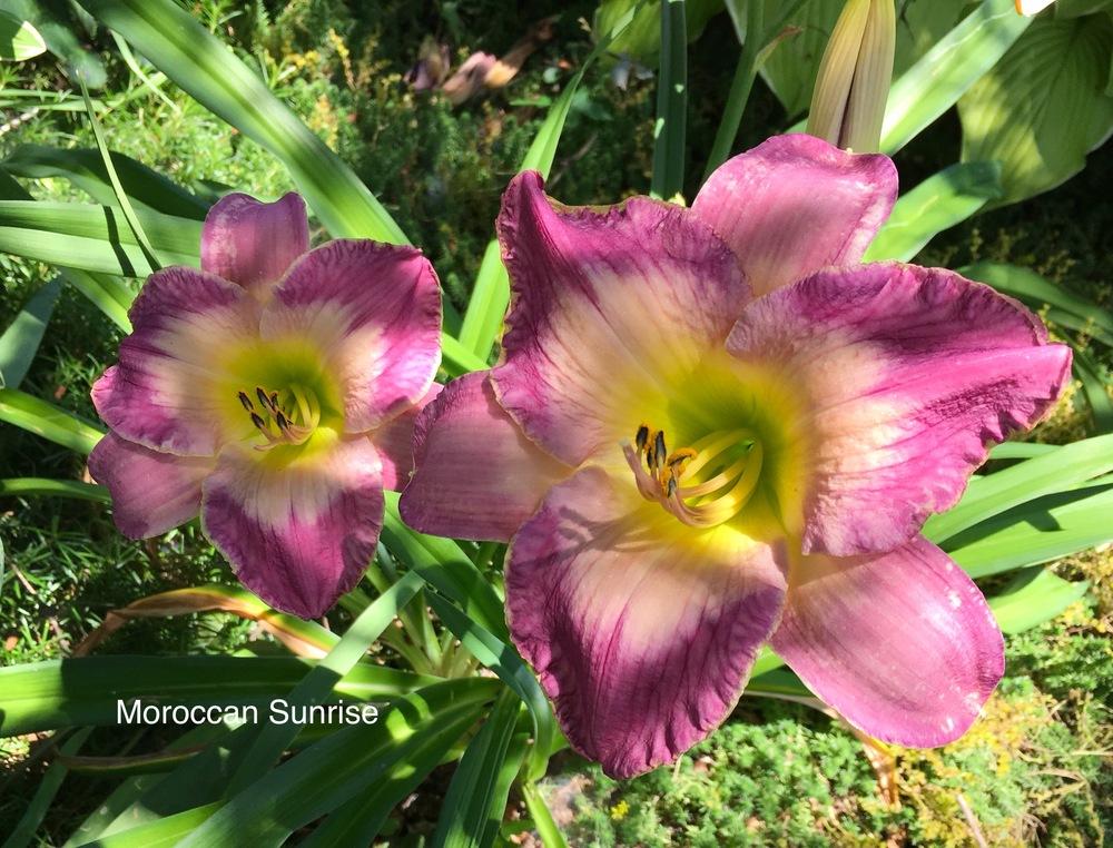 Daylily (Hemerocallis 'Moroccan Sunrise') in the Daylilies Database