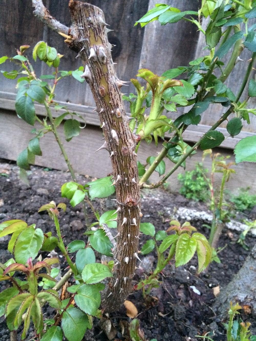 Rose Rosette Virus? in the Roses forum