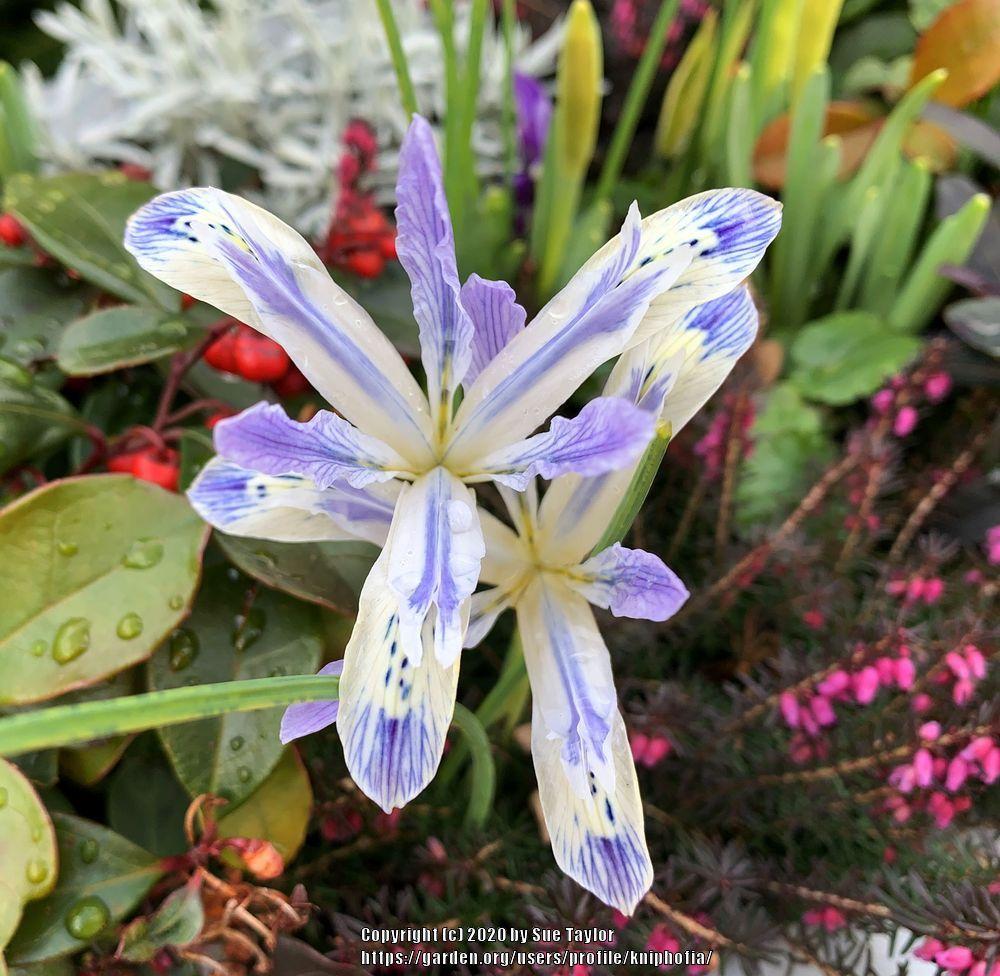 Reticulated Iris (Iris reticulata 'Painted Lady') in the Irises