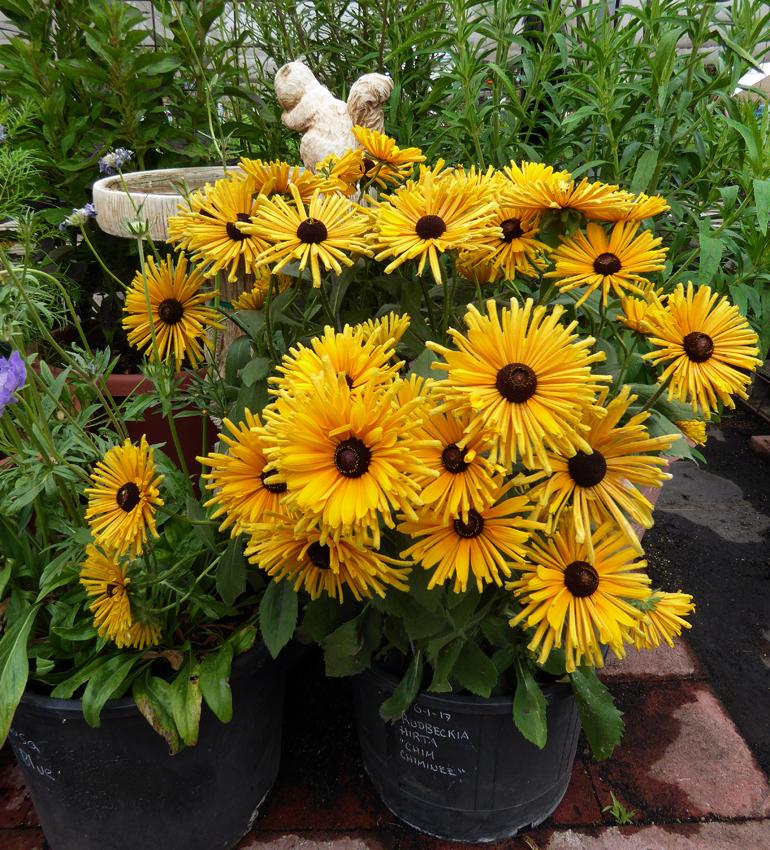 Photo of the entire plant of Gloriosa Daisy (Rudbeckia hirta 'Chim