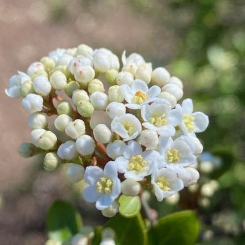 Viburnum obovatum 'Christmas Snow' in the Viburnums Database