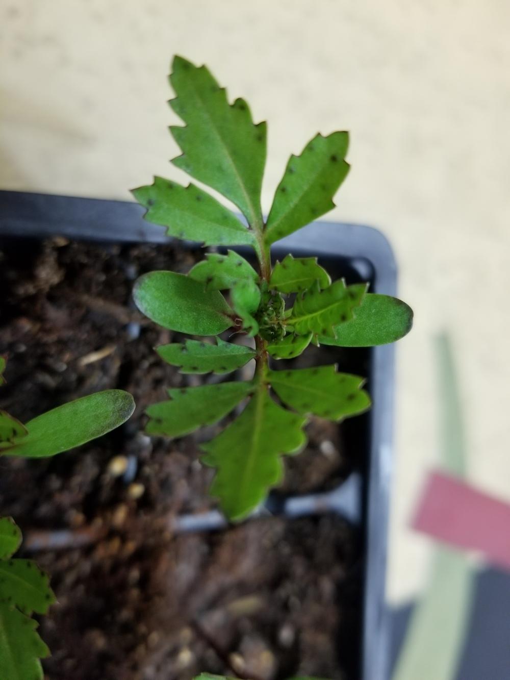 HELP!!! Now There are BLACK SPOTS ON MY MARIGOLDS! in the Ask a