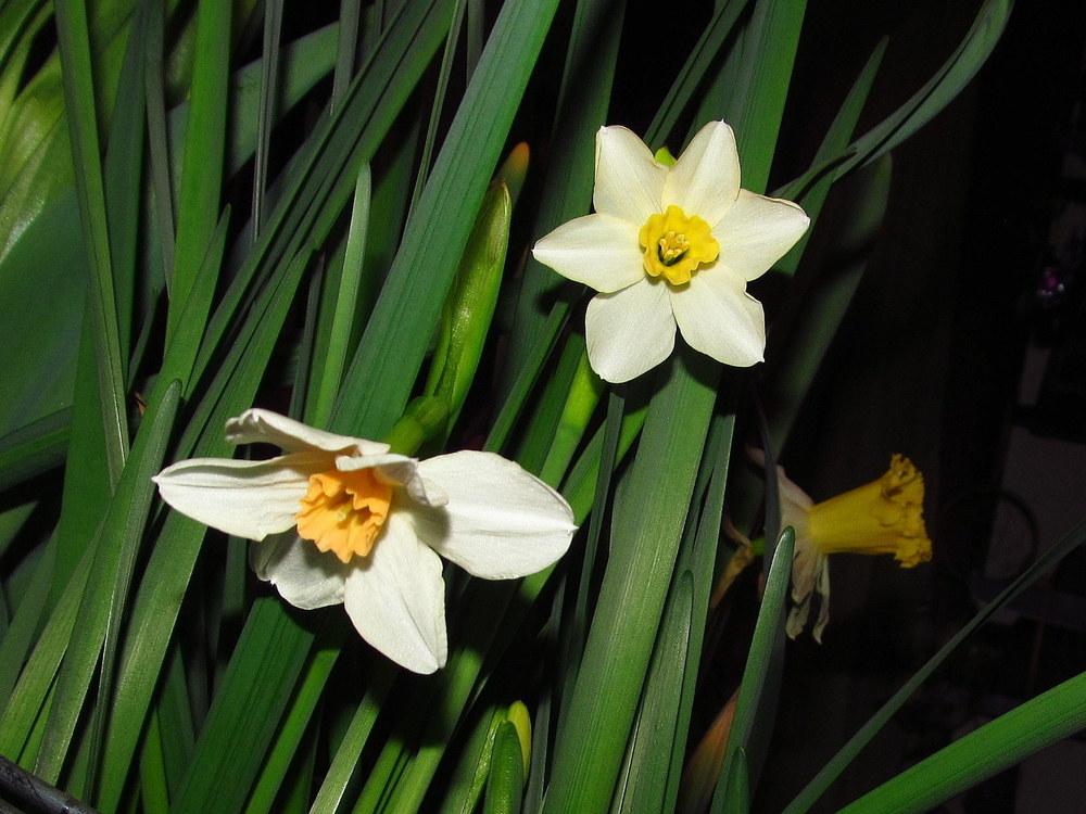 Jonquilla Daffodil (Narcissus 'Doll Baby') in the Daffodils Database