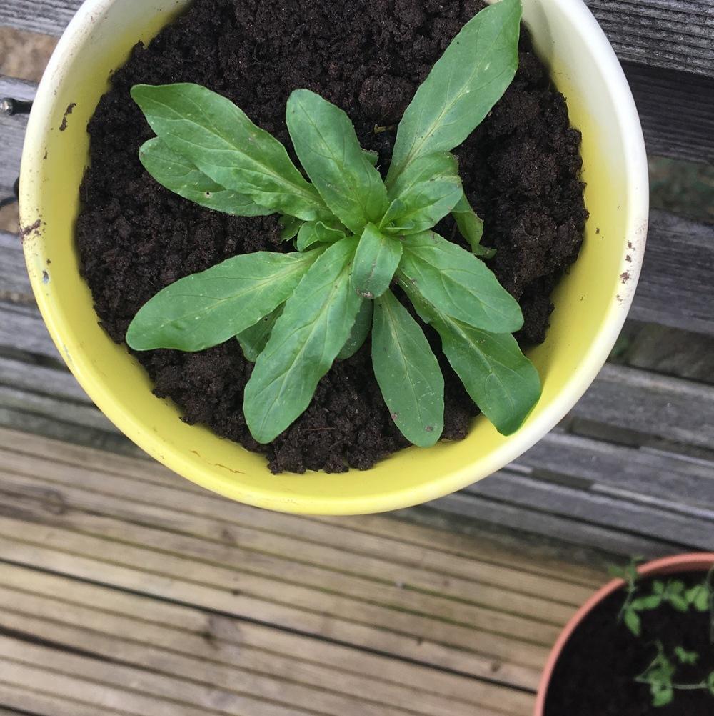Petunia seedlings? in the Plant ID forum