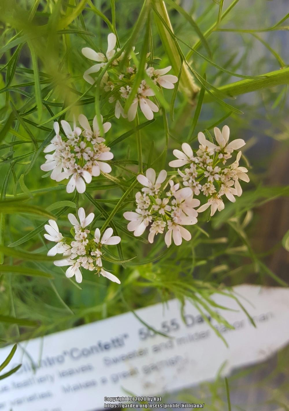 Cilantros Plant Care and Collection of Varieties