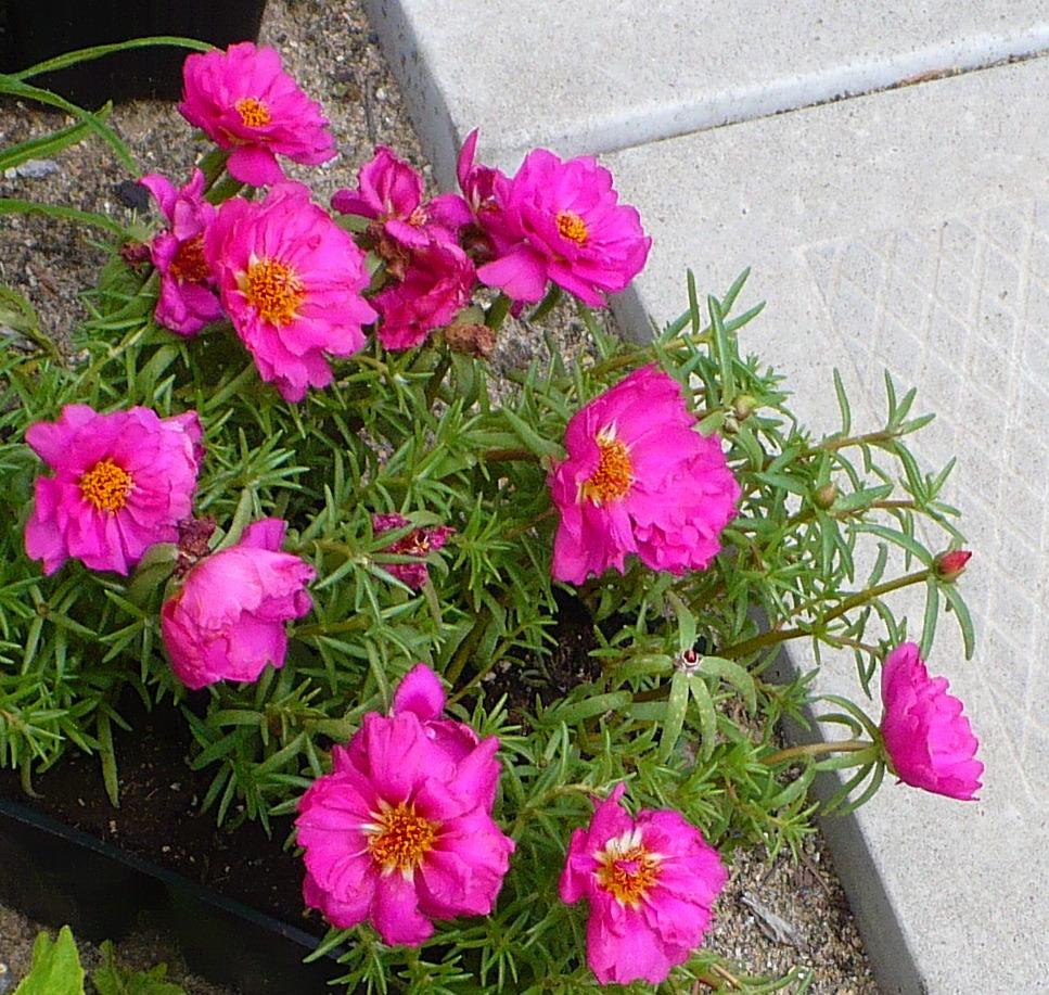 Moss Rose (Portulaca grandiflora 'Happy Hour')