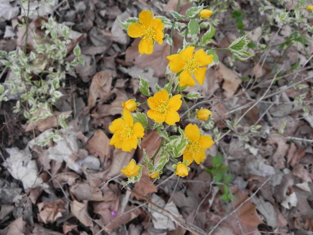 Japanese Variegated Kerria (Kerria japonica 'Picta')