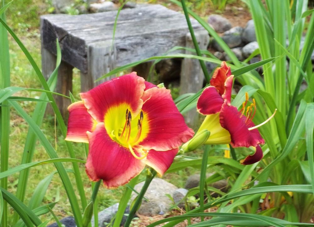 Photo of the bloom of Daylily (Hemerocallis 'Roses in Snow') posted by celestialrose