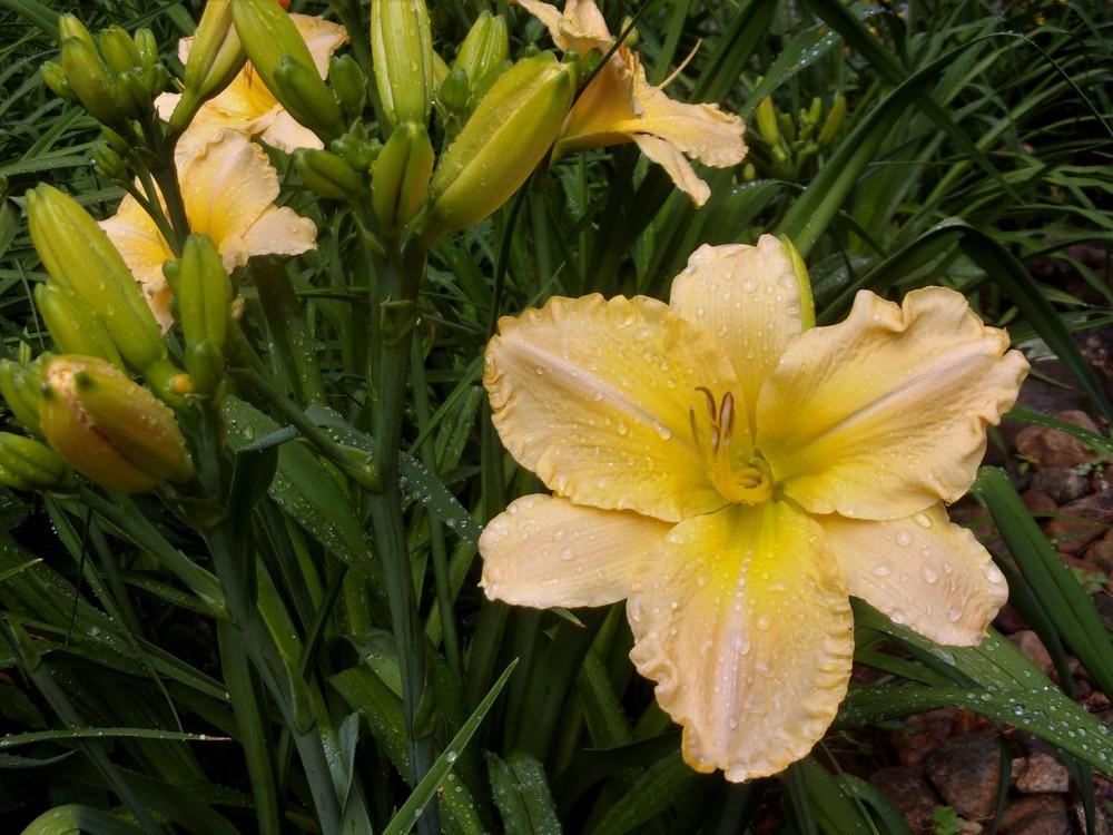 Photo of the bloom of Daylily (Hemerocallis 'Kecia') posted by