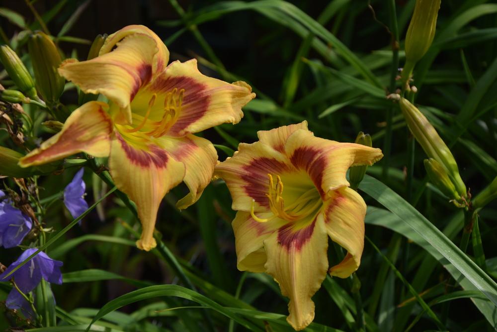 Photo of the bloom of Daylily (Hemerocallis 'Kiss Me Twice') posted by