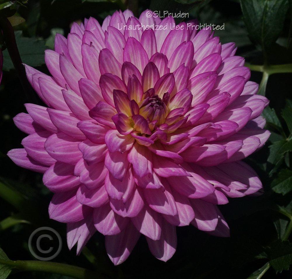 Photo of the closeup of buds, sepals and receptacles of Dahlia XXL