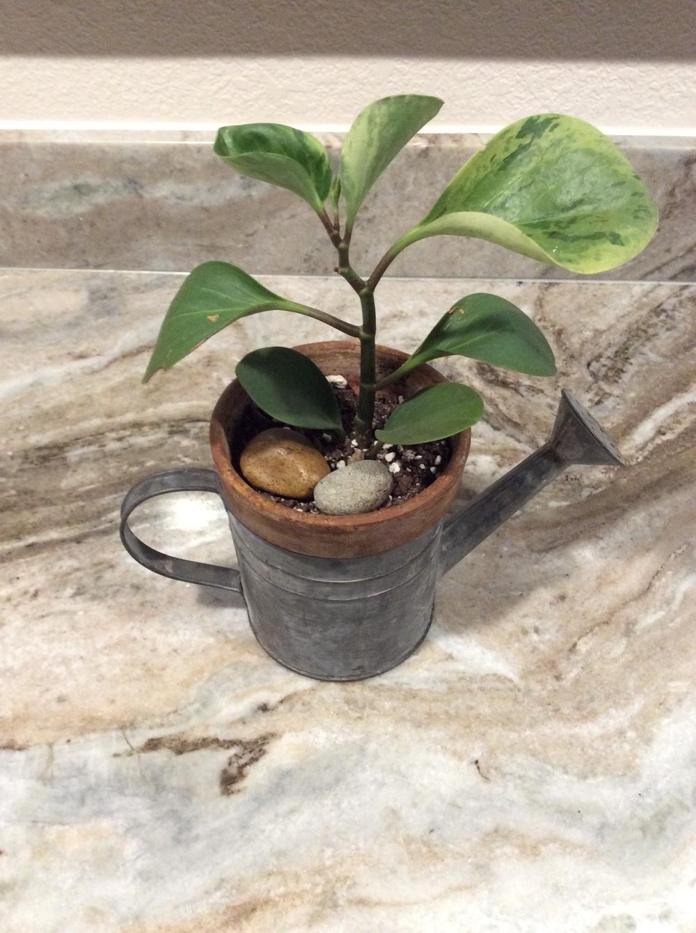 Spoonleaf Peperomia (Peperomia magnoliifolia 'Green & Gold')