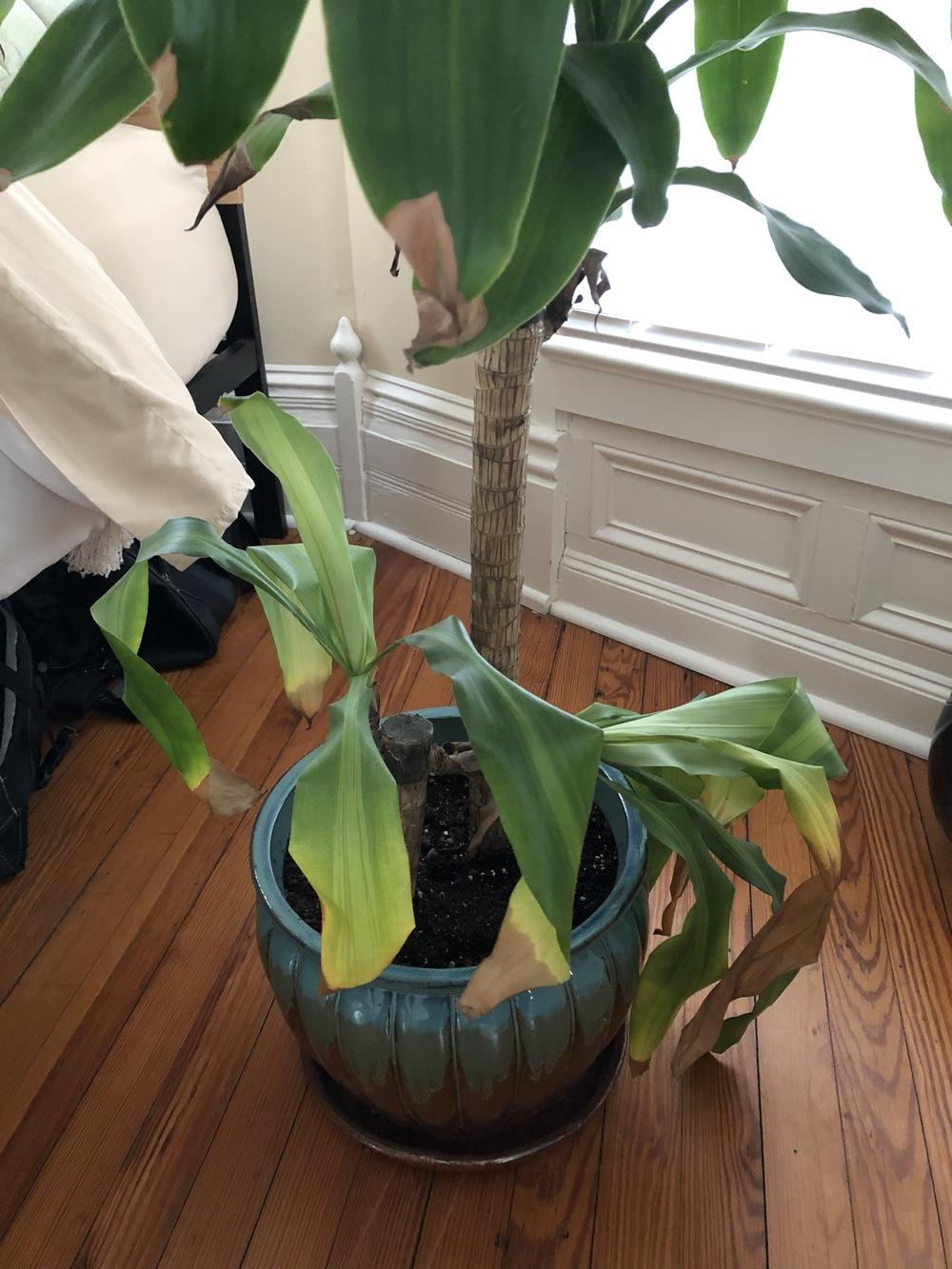 Mass cane plant dying! in the Ask a Question forum