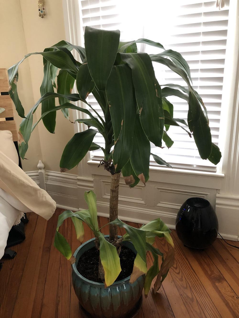 Mass cane plant dying! in the Ask a Question forum