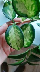 Ask a Question forum: Hoya Krimson Princess Leaves falling - Garden.org