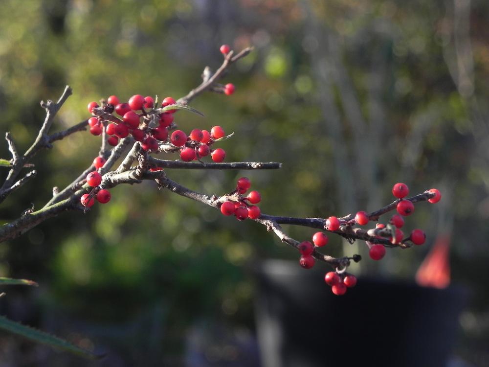 Japanese Winterberry (Ilex serrata 'Koshobai') in the Ilex