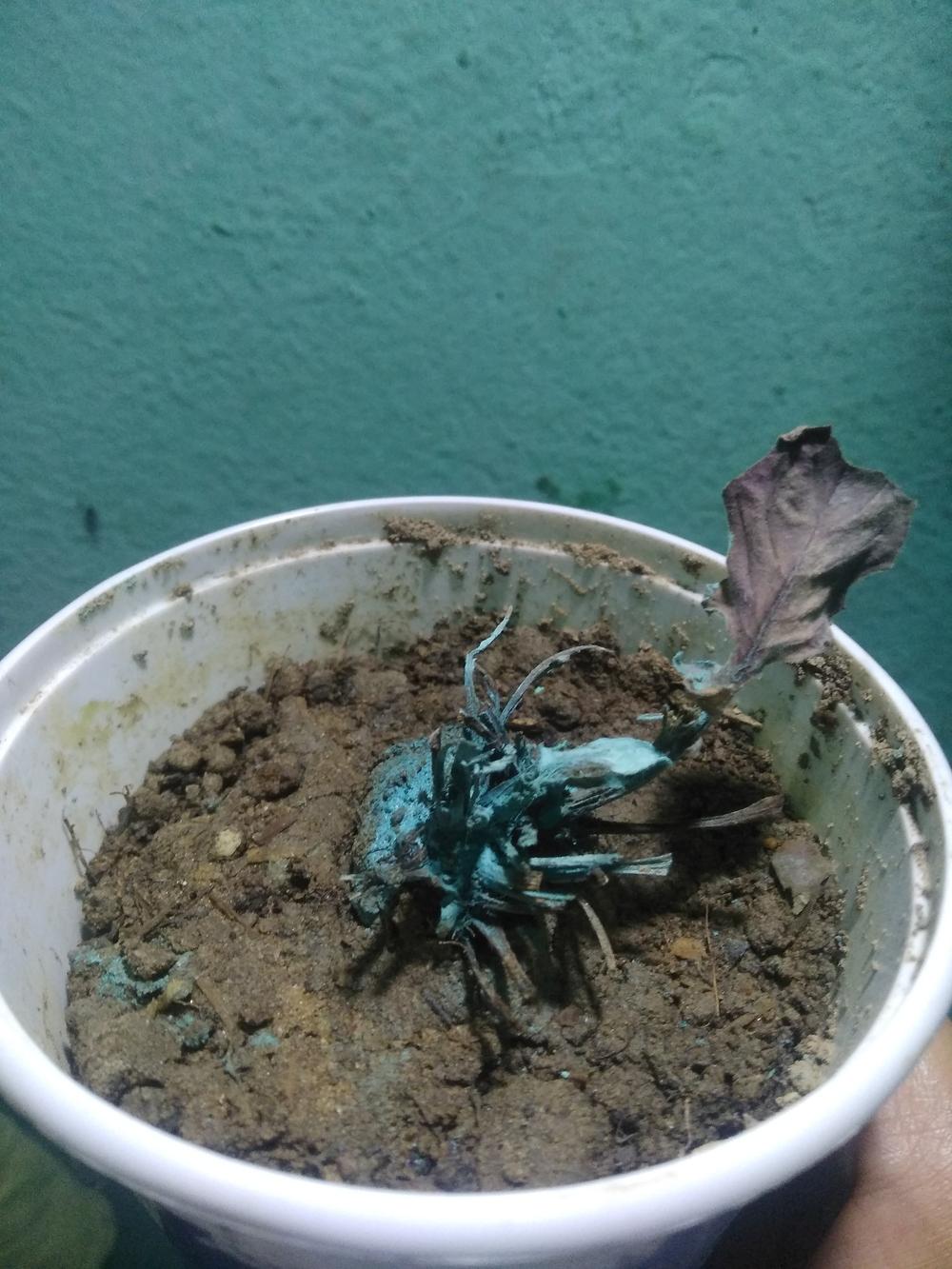 Gerbera plant leaves turn brown and dying in the Ask a Question forum